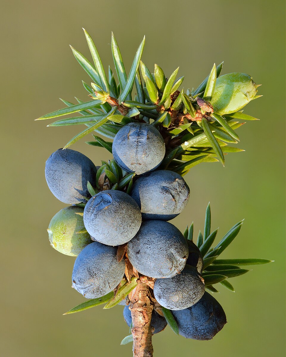 Ginebre -Enebro [98 MHz] Wikipedia